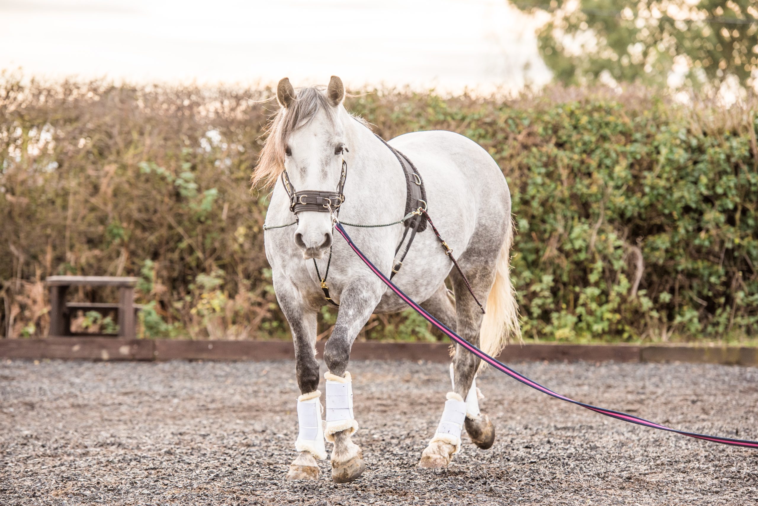 Top tips to help you troubleshoot common lunging issues.