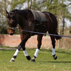 Lunging and the competition horse – how can it help?